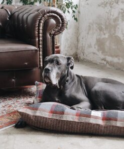 Dog sitting comfortably on a Double Sided Dog Pillow Bed