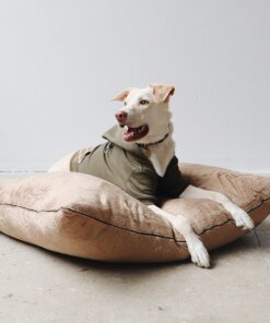 Dog resting on a beige Stress Free Velvet Pillow Bed